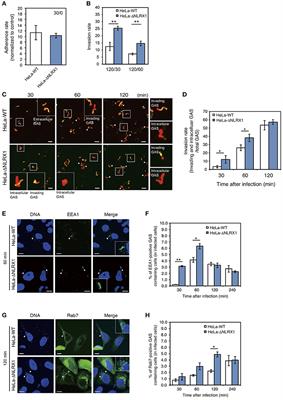 NLRX1 Negatively Regulates Group A Streptococcus Invasion and Autophagy Induction by Interacting With the Beclin 1–UVRAG Complex